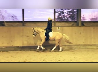 Deutsches Reitpony, Wallach, 5 Jahre, 147 cm, Palomino