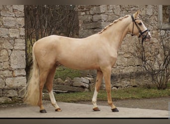 Deutsches Reitpony, Wallach, 5 Jahre, 147 cm, Palomino