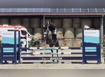 Deutsches Reitpony, Wallach, 5 Jahre, 147 cm, Schimmel