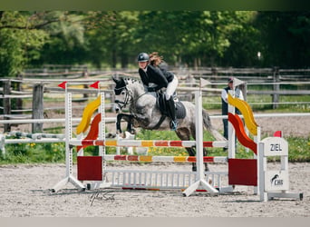 Deutsches Reitpony, Wallach, 5 Jahre, 147 cm, Schimmel
