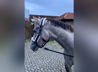 Deutsches Reitpony, Wallach, 5 Jahre, 147 cm, Schimmel