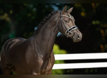 Deutsches Reitpony, Wallach, 5 Jahre, 147 cm, Schwarzbrauner