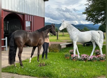 Deutsches Reitpony, Wallach, 5 Jahre, 147 cm, Schwarzbrauner