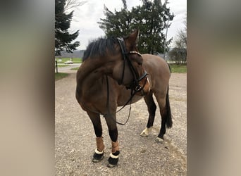 Deutsches Reitpony, Wallach, 5 Jahre, 148 cm, Brauner