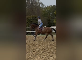 Deutsches Reitpony, Wallach, 5 Jahre, 148 cm, Brauner