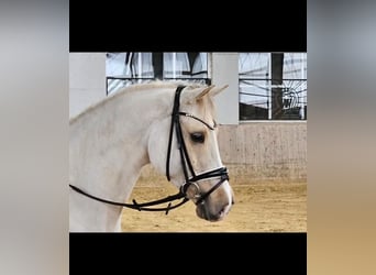 Deutsches Reitpony, Wallach, 5 Jahre, 148 cm