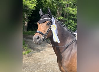 Deutsches Reitpony, Wallach, 5 Jahre, 148 cm, Dunkelbrauner