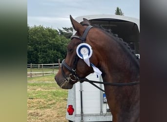 Deutsches Reitpony, Wallach, 5 Jahre, 148 cm, Dunkelbrauner