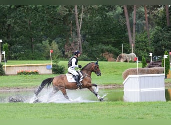 Deutsches Reitpony, Wallach, 5 Jahre, 148 cm, Dunkelbrauner
