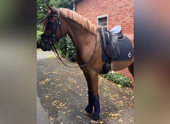 Deutsches Reitpony, Wallach, 5 Jahre, 148 cm, Dunkelfuchs