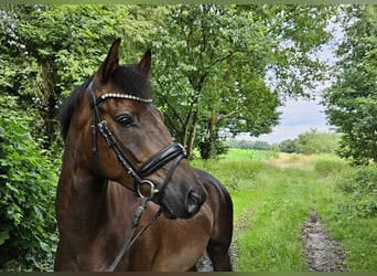 Deutsches Reitpony, Wallach, 5 Jahre, 148 cm, Dunkelfuchs