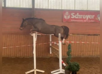 Deutsches Reitpony, Wallach, 5 Jahre, 148 cm, Dunkelfuchs