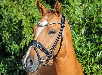 Deutsches Reitpony, Wallach, 5 Jahre, 148 cm, Falbe