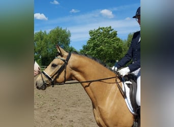 Deutsches Reitpony, Wallach, 5 Jahre, 148 cm, Falbe