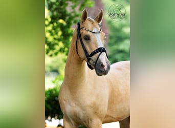 Deutsches Reitpony, Wallach, 5 Jahre, 148 cm, Falbe