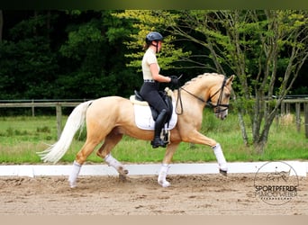 Deutsches Reitpony, Wallach, 5 Jahre, 148 cm, Falbe