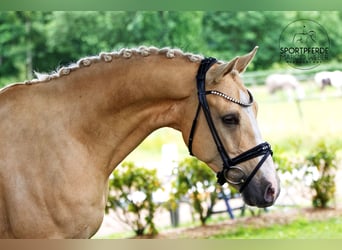 Deutsches Reitpony, Wallach, 5 Jahre, 148 cm, Falbe