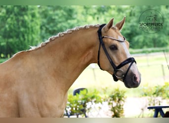 Deutsches Reitpony, Wallach, 5 Jahre, 148 cm, Falbe