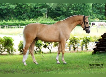 Deutsches Reitpony, Wallach, 5 Jahre, 148 cm, Falbe