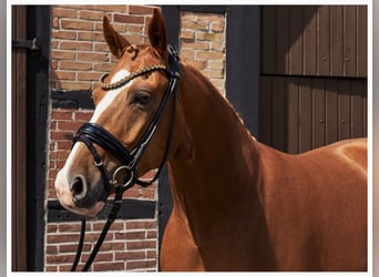 Deutsches Reitpony, Wallach, 5 Jahre, 148 cm, Fuchs