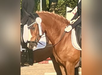 Deutsches Reitpony, Wallach, 5 Jahre, 148 cm, Fuchs