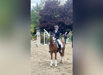 Deutsches Reitpony, Wallach, 5 Jahre, 148 cm, Fuchs