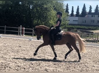 Deutsches Reitpony, Wallach, 5 Jahre, 148 cm, Fuchs