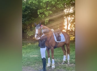 Deutsches Reitpony, Wallach, 5 Jahre, 148 cm, Fuchs