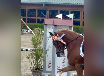 Deutsches Reitpony, Wallach, 5 Jahre, 148 cm, Fuchs