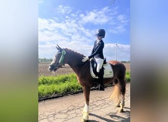 Deutsches Reitpony, Wallach, 5 Jahre, 148 cm, Fuchs