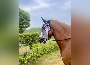 Deutsches Reitpony, Wallach, 5 Jahre, 148 cm, Fuchs