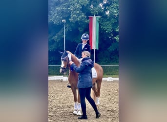Deutsches Reitpony, Wallach, 5 Jahre, 148 cm, Fuchs