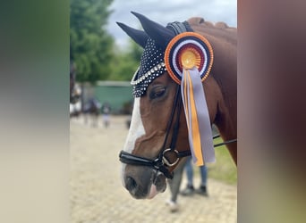 Deutsches Reitpony, Wallach, 5 Jahre, 148 cm, Fuchs