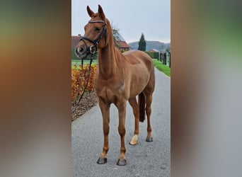 Deutsches Reitpony, Wallach, 5 Jahre, 148 cm, Fuchs