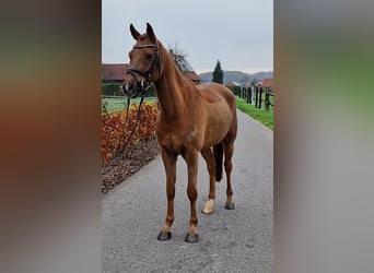 Deutsches Reitpony, Wallach, 5 Jahre, 148 cm, Fuchs