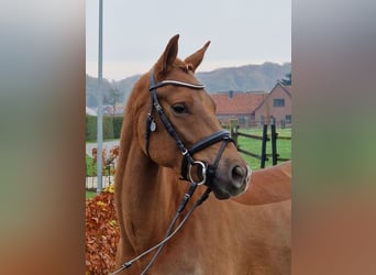 Deutsches Reitpony, Wallach, 5 Jahre, 148 cm, Fuchs