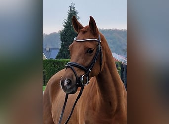 Deutsches Reitpony, Wallach, 5 Jahre, 148 cm, Fuchs
