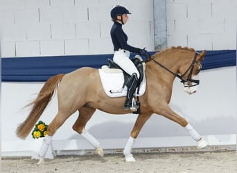 Deutsches Reitpony, Wallach, 5 Jahre, 148 cm, Fuchs