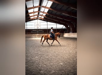 Deutsches Reitpony, Wallach, 5 Jahre, 148 cm, Fuchs