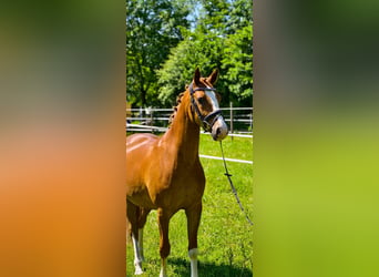 Deutsches Reitpony, Wallach, 5 Jahre, 148 cm, Fuchs