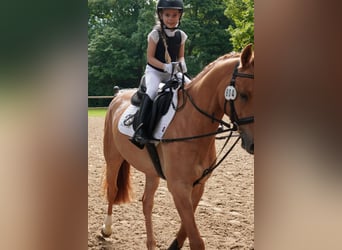 Deutsches Reitpony, Wallach, 5 Jahre, 148 cm, Fuchs