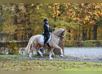 Deutsches Reitpony, Wallach, 5 Jahre, 148 cm, Palomino