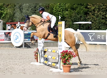 Deutsches Reitpony, Wallach, 5 Jahre, 148 cm, Palomino