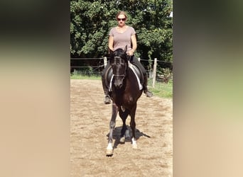 Deutsches Reitpony, Wallach, 5 Jahre, 148 cm, Rappe