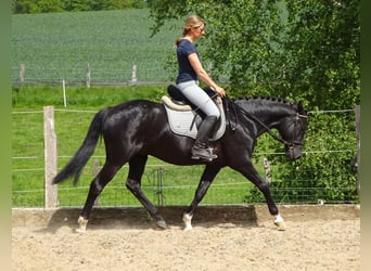 Deutsches Reitpony, Wallach, 5 Jahre, 148 cm, Rappe