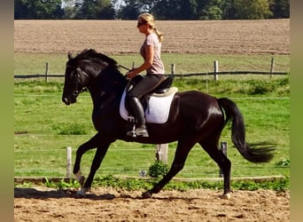 Deutsches Reitpony, Wallach, 5 Jahre, 148 cm, Rappe