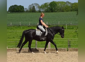 Deutsches Reitpony, Wallach, 5 Jahre, 148 cm, Rappe
