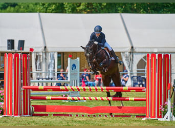 Deutsches Reitpony, Wallach, 5 Jahre, 148 cm, Rappe