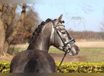 Deutsches Reitpony, Wallach, 5 Jahre, 148 cm, Schimmel