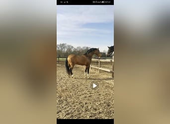 Deutsches Reitpony, Wallach, 5 Jahre, 149 cm, Buckskin